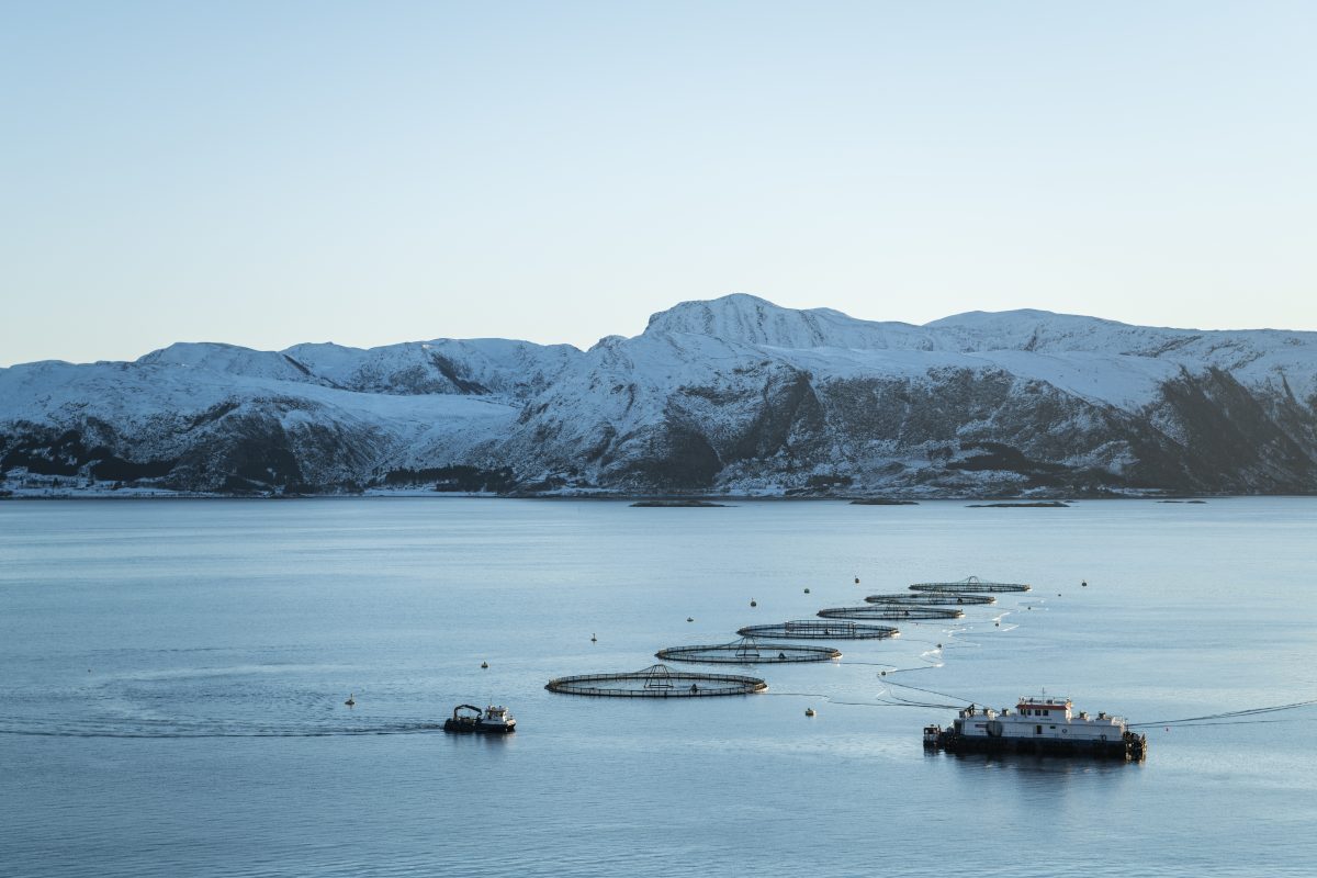 MOWI - trygt valg verdt milliarder